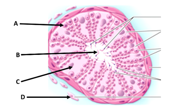 <p>C?</p>