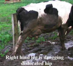 <p>- Dairy cows during parturition and early lactation (i.e. calving paralysis or milk fever)</p><p>- Dislocates craniodorsally or caudoventrally into obturator foramen</p><p>- Causes relative shortening of the upper limb with the hock more proximal</p><p>- Deep palpation when limb is rotated and alternatively flexed and extended with abnormal movement of head of femur can be felt and 'loud' creaking noises heard</p><p>- Treat with traction under heavy sedation in lateral recumbency (reluxation = poor prognosis)</p><p>i.e. fix cow's body to a solid object, using a heavy rope situated through inguinal area, apply block and tackle (or wire strainers) to affected limb and secure this to another traction point, apply traction while at same time rotating the femur by pushing down on stifle and lifting the hock</p>