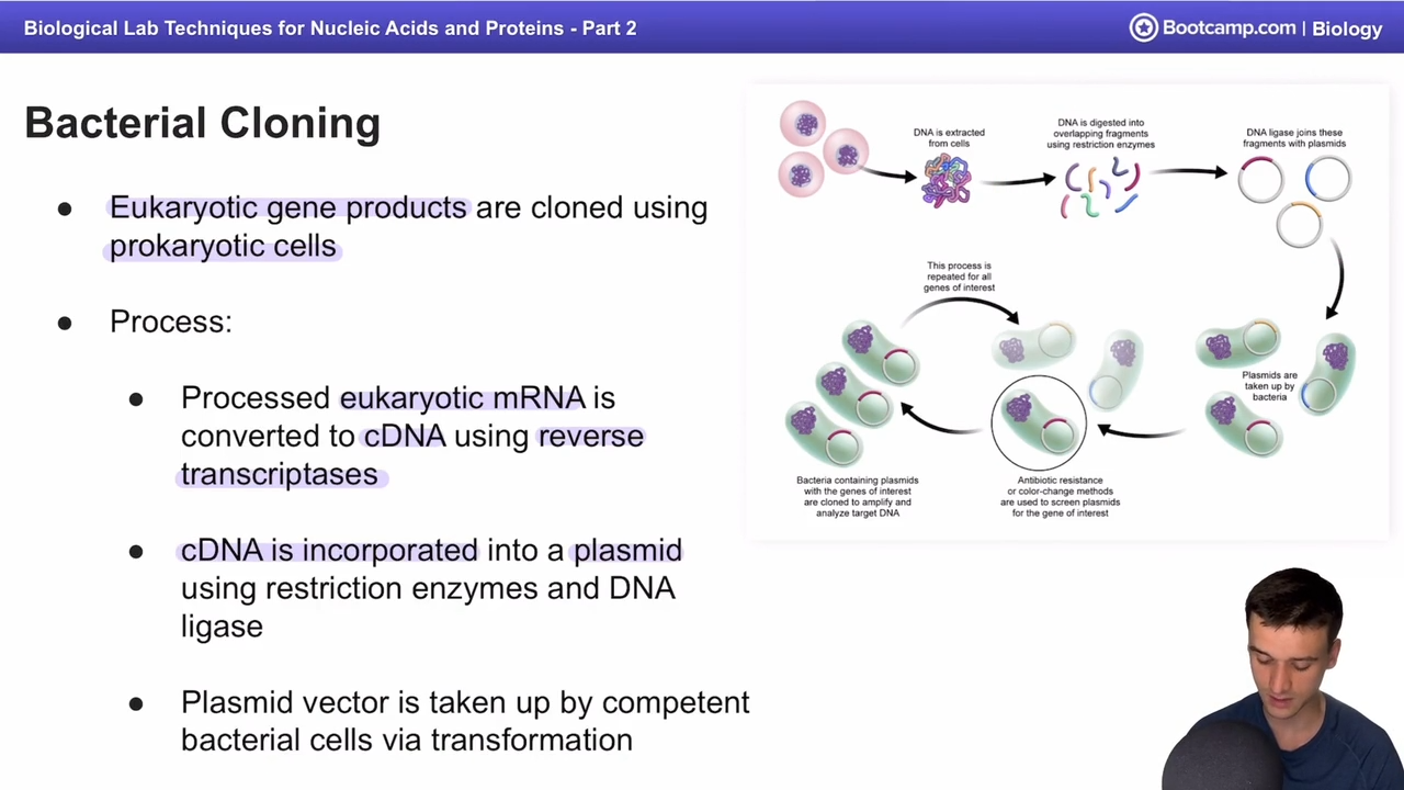 <p>Eukaryotic gene products are cloned using prokaryotic cells</p>