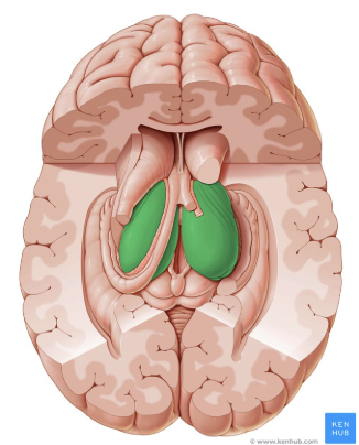 <p>What part of the brain is this</p>
