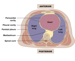 <p>- Right and left pleural cavities, contain right and left lungs</p><p>- mediastinum: upper portion w blood vessels, trachea, esophagus and thymus</p><p>- lower portion: pericardial cavity, w heart</p>