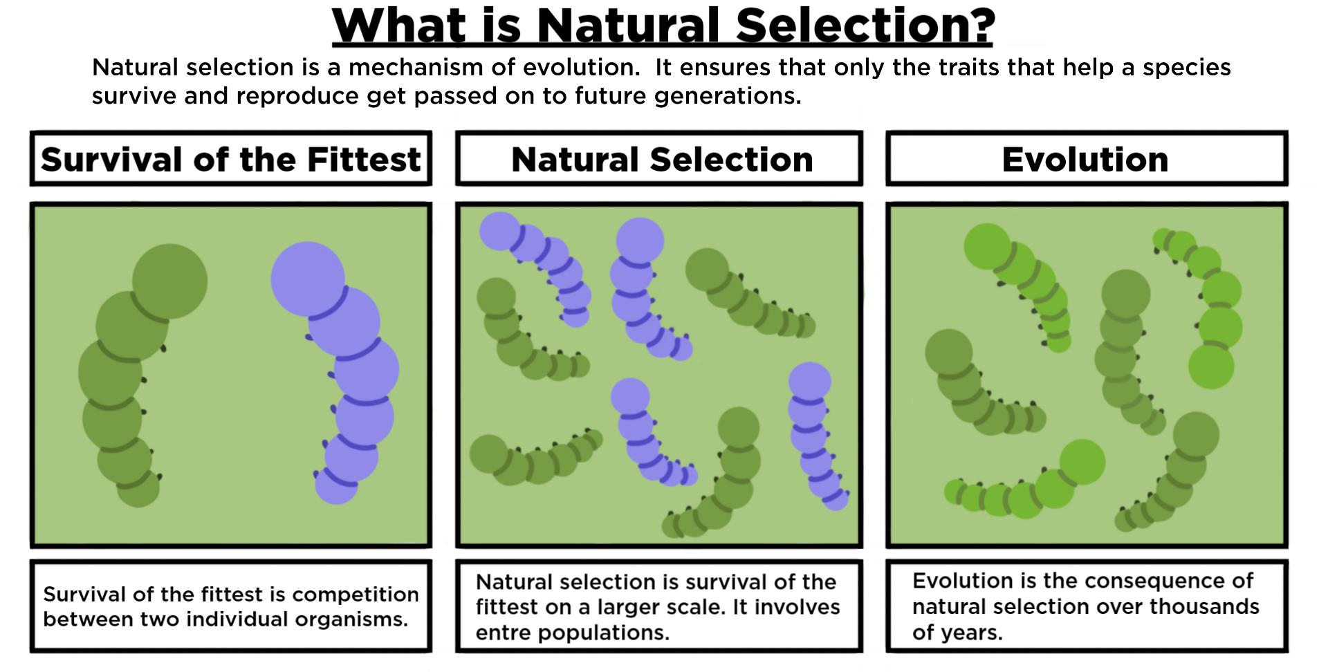 <p>Selection</p>