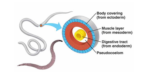 <p>Ectoderm: body covering</p><p>Mesoderm: muscle layer</p><p>Ectoderm: digestive tract</p><p>Pseduocoelom: space between the endoderm and muscle layer</p>