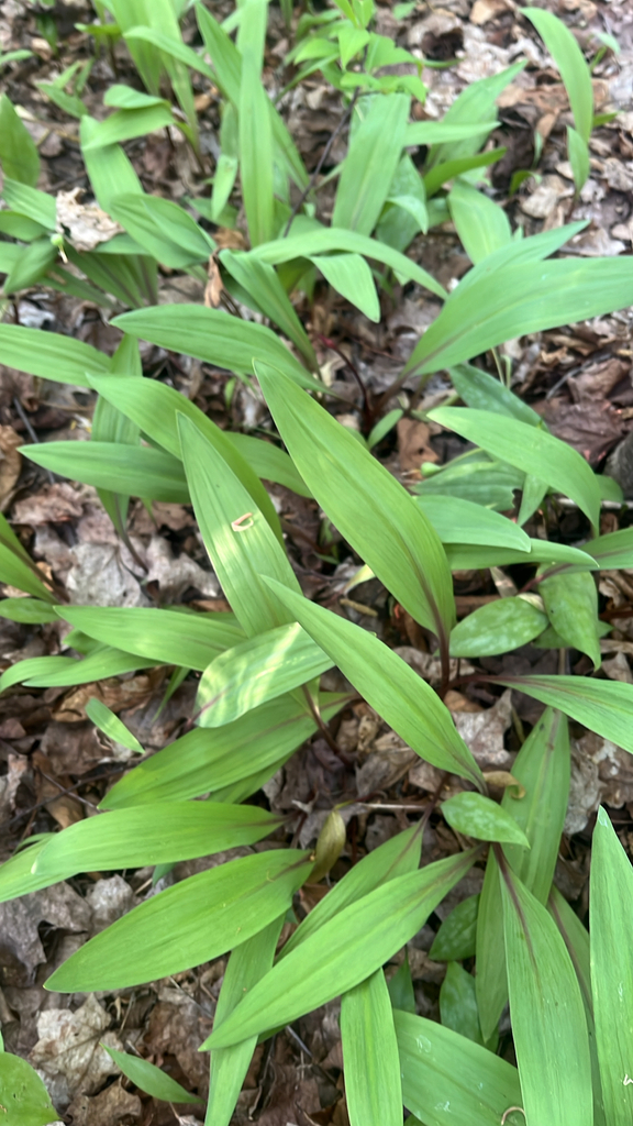 Allium tricoccum (Amaryllidaceae)