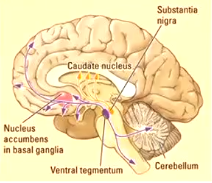 <p>neural pathways in the brain that transmit dopamine </p>