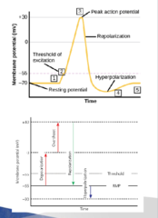 <p>Transmit information in nervous system and all muscle</p>
