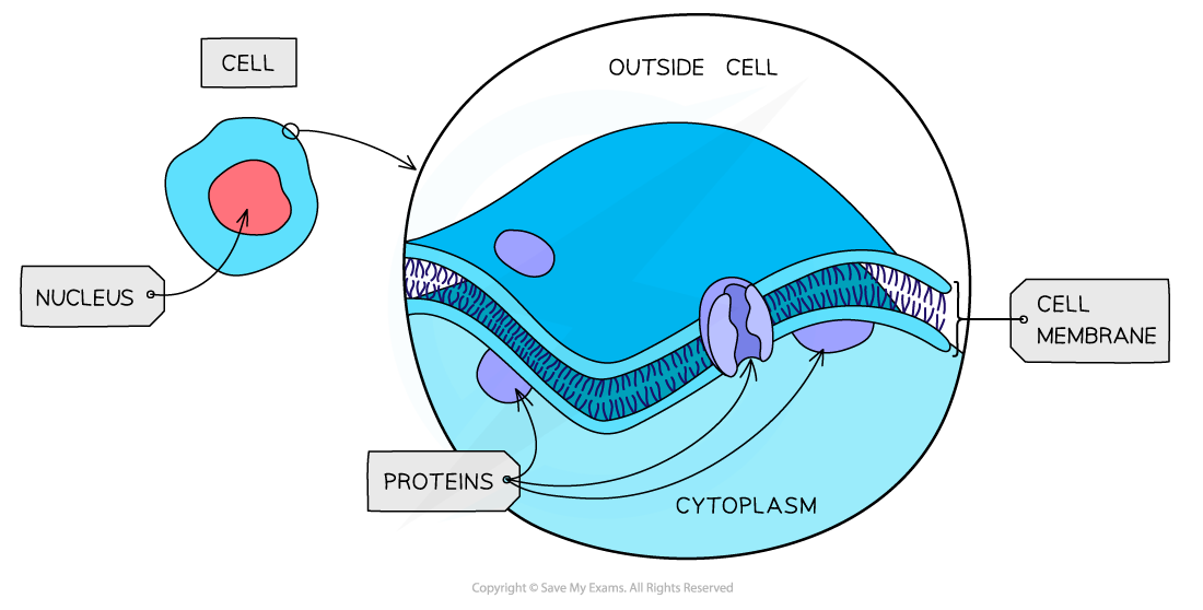 <p>What is the structure of a cell surface membrane?</p>