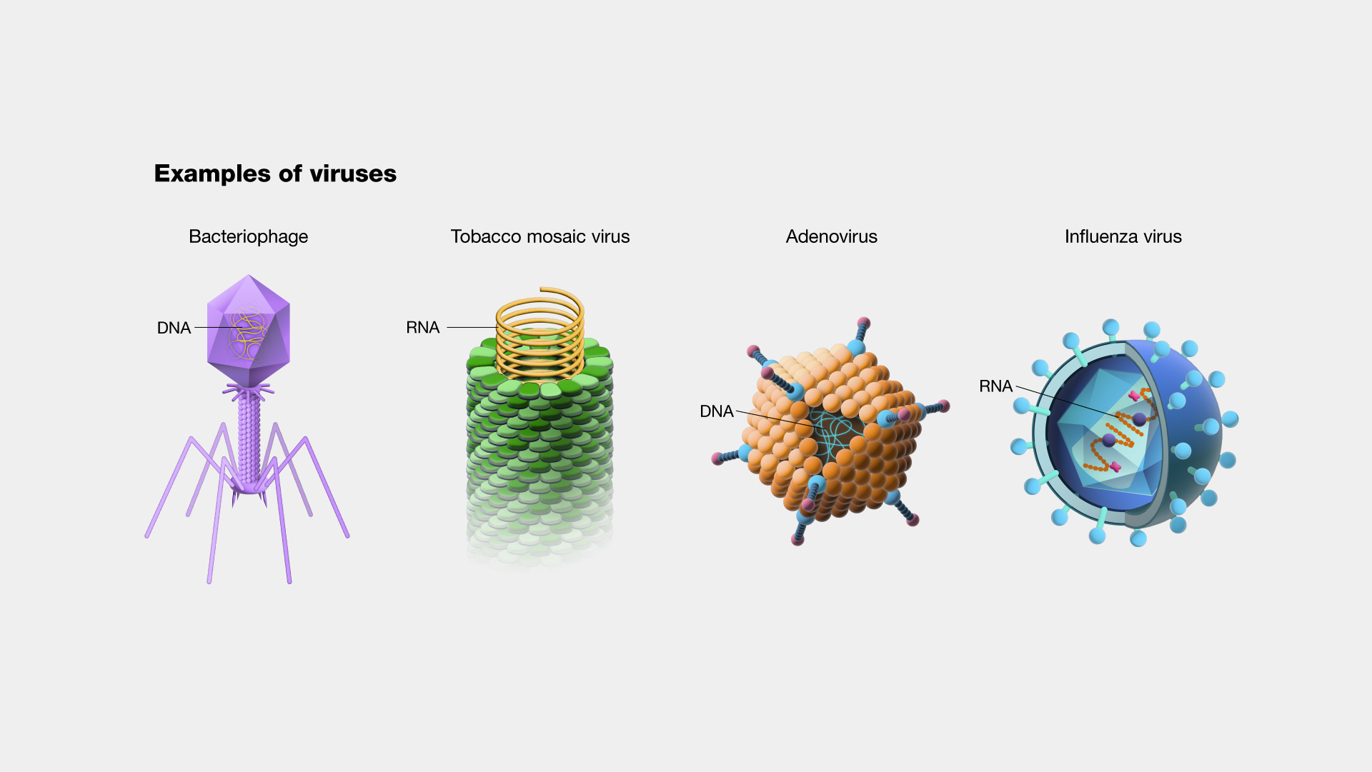 <p>Virus</p><p></p>