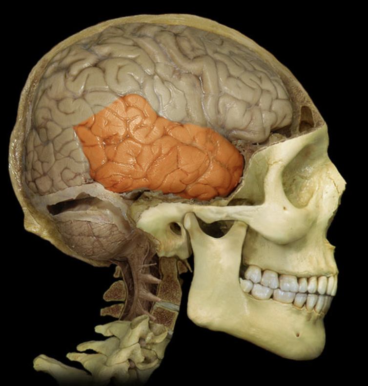 <p>What brain part is this?</p>