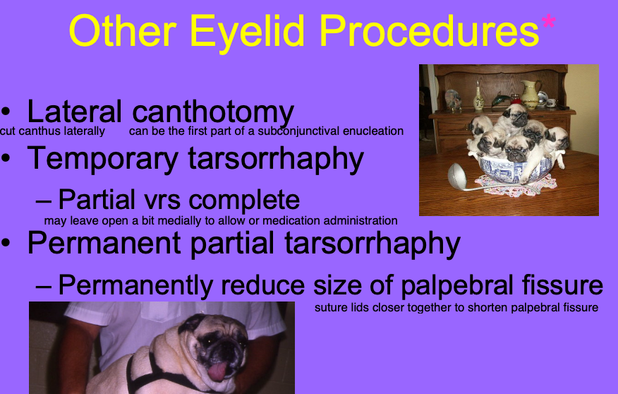 <p>permanently reduce size of palpebral fissures (reduces risk of proptosis).</p>