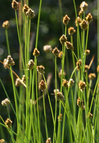 <p>Sedge forming loose to dense clusters. 8-32” tall, leaves mostly basal. Spikes dense and compact, scales brown to dark brown and tightly packed. </p>