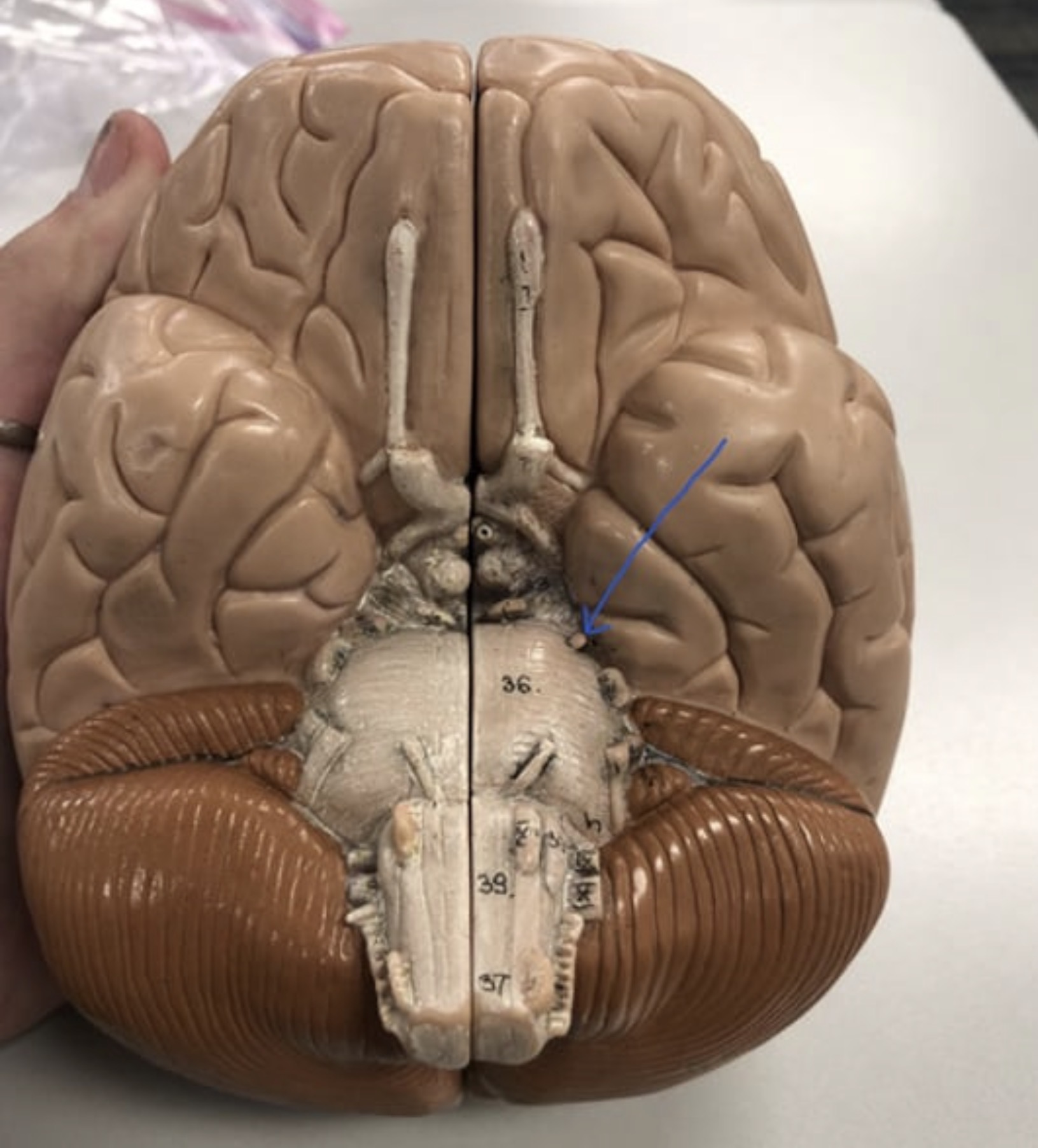 knowt flashcard image