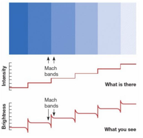 <p><span style="background-color: inherit; line-height: 19.55px; color: windowtext;">Bright side looks brighter at border, dark side looks darker in adjacent uniform rectangles</span><span style="line-height: 19.55px; color: windowtext;">&nbsp;</span></p>
