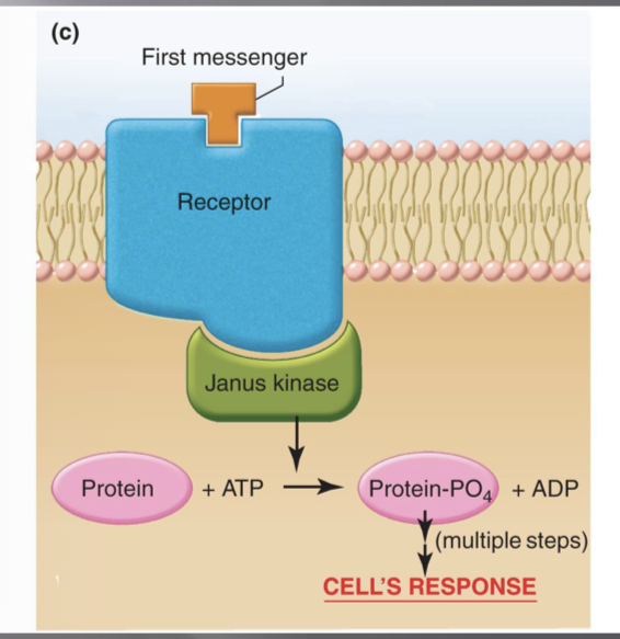 <p>Receptor does not directly have enzyme (kinase) activity. Targets proteins TFs resulting in protein synthesis. </p>
