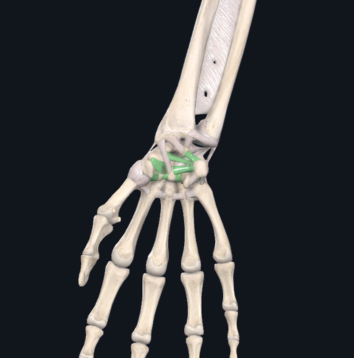 <p>Connect the carpal bones</p><p>-contribute to the carpal tunnel</p>