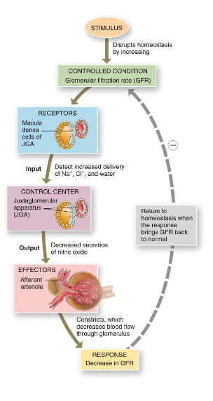 <p>keep stable pressure in kidneys and thus- GFR, intrinsic mechanism with the kidneys consisting of the myogenic mechanism and tubuloglomerular feedback</p><p>myogenic mechanism- stretching causes contraction of smooth muscle in wall of afferent arteriole</p><p>tubuloglomerular feedback- as macula densa provides feedback to the glomerules</p><ul><li><p>high GFR diminishes reabsorption of Na and Cl</p></li><li><p>macula densa inhibits release of nitric oxide</p></li><li><p>afferent arterioles contract</p></li></ul><p></p>