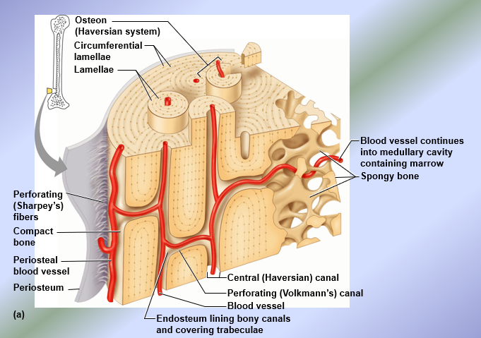 <ul><li><p>Composed of osteons = structural unit of compact bone</p></li><li><p>Each osteon is an elongated cylinder with concentric tubes (lamellae) = compact bone also known as lamellar bone; collage fibers in adjacent lamellae run in opposite directions to resist twisting</p></li><li><p>Haversian Canal → central canal; runs in the core of each osteon, contains blood vessels and nerves</p></li><li><p>Perforating or Volkmann’s canals → connect blood vessels and nerves between the periosteum and the Haversian canals</p></li><li><p>Lacunae → shallow cavities in the solid bone matrix that house the osteocytes</p></li><li><p>Canaliculi → tiny canals that connect lacunae to each other and to the Haversian canal, allowing transfer of substances from the blood vessel to Haversian canal</p></li></ul><p></p>