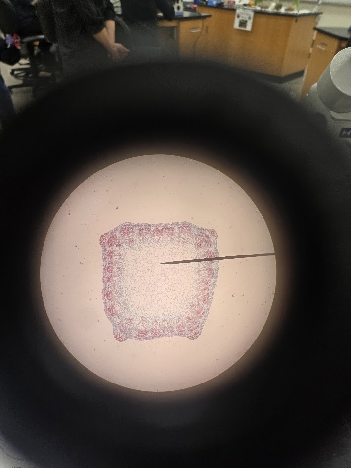 <ol><li><p>is this a eudicot or a monocot?</p></li><li><p>what structure is this?</p></li><li><p>what type of cell is red facing outward on the inside of the structure?</p></li></ol><p></p>