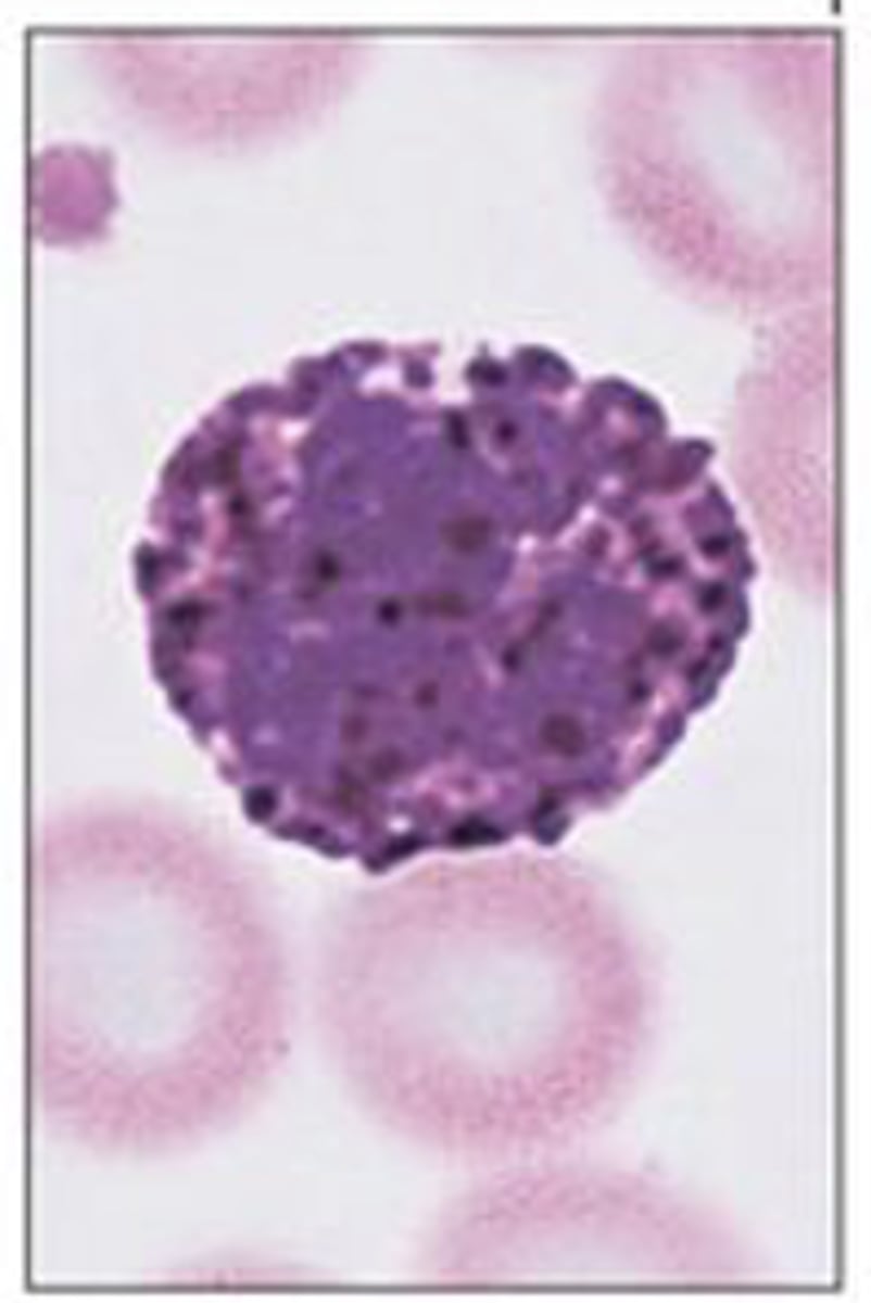 <p>Identify the blood formed element</p>