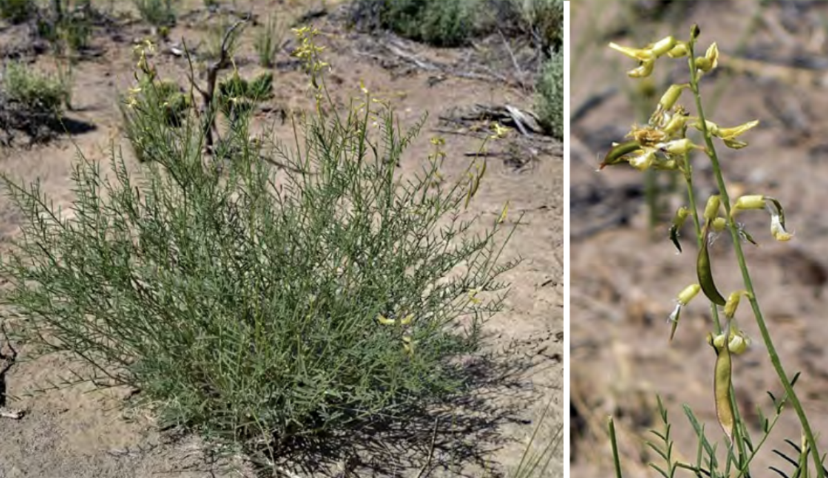<ul><li><p>Basalt milkvetch</p></li><li><p>Pea family</p></li></ul><p></p>