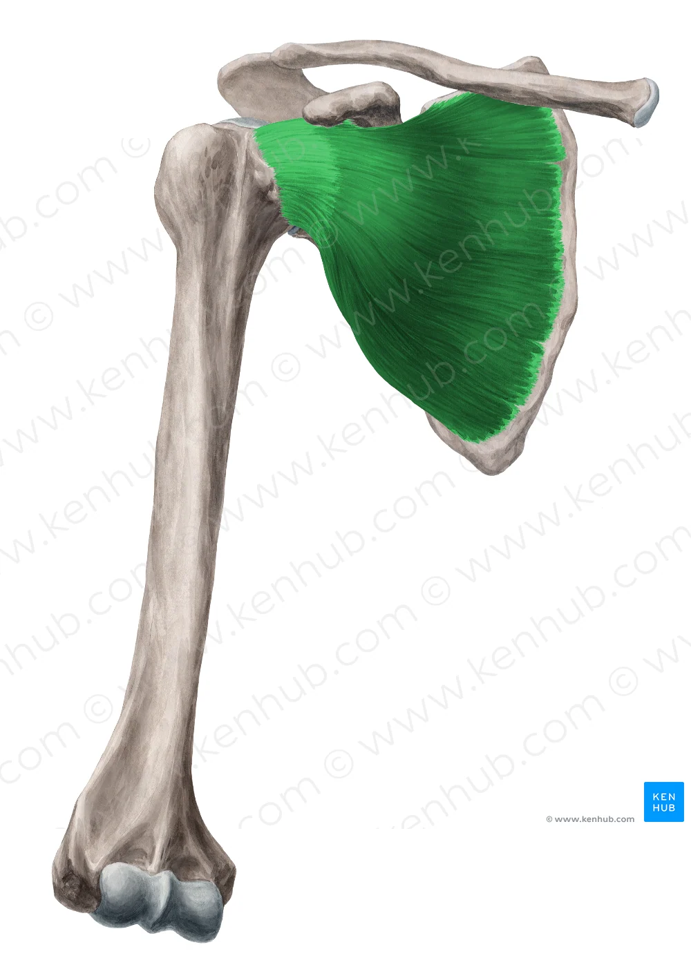 knowt flashcard image