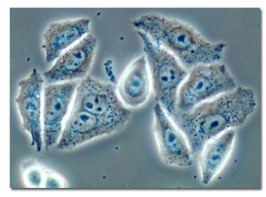 <p>Phase contrast uses differences in how light travels through cellular structures to create differences in brightness</p><p>Invisible difference in light → visible light/dark difference </p><p>Pros: Food for transparent cells, lets you watch cells change/move over time</p><p>Cons: Can produce halos around structures; less useful for thick specimens, doesn’t tell you what a structure is</p>
