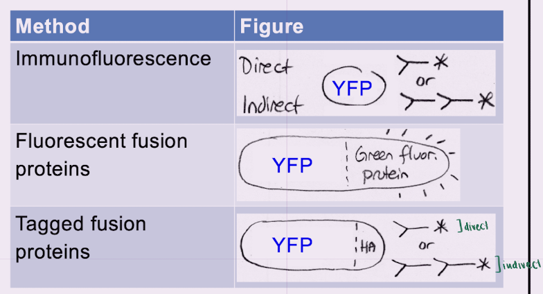 <ol><li><p>immunofluorescence (direct/indirect) </p></li></ol><p>    = antibodies covalently attached to fl. dye</p><ol start="2"><li><p>fluorescent fusion proteins </p></li></ol><p>    = gene + fl. protein</p><ol start="3"><li><p>tagged fusion proteins (direct/indirect) </p></li></ol><p>    = gene + HA-tag + antibodies for tag</p>
