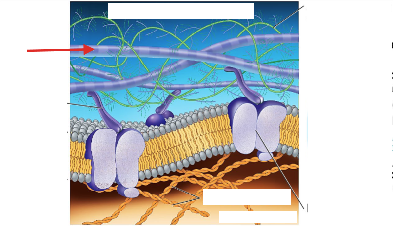 <p>Name that part of the Animals cells Extracellular Matrix</p>