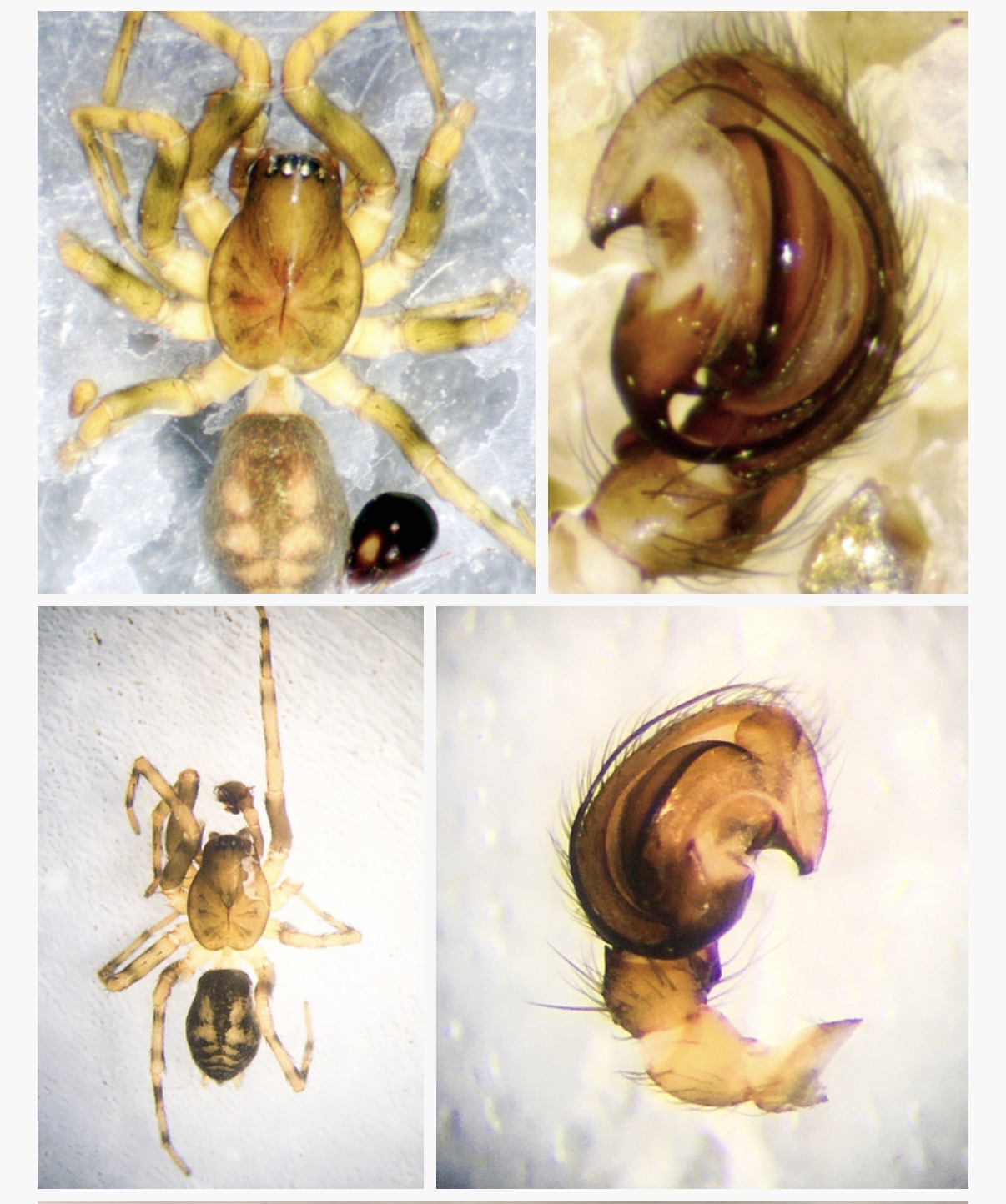 <p>Cryphoeca montana</p><p>family: Hahniidae / Cybaeidae?</p>