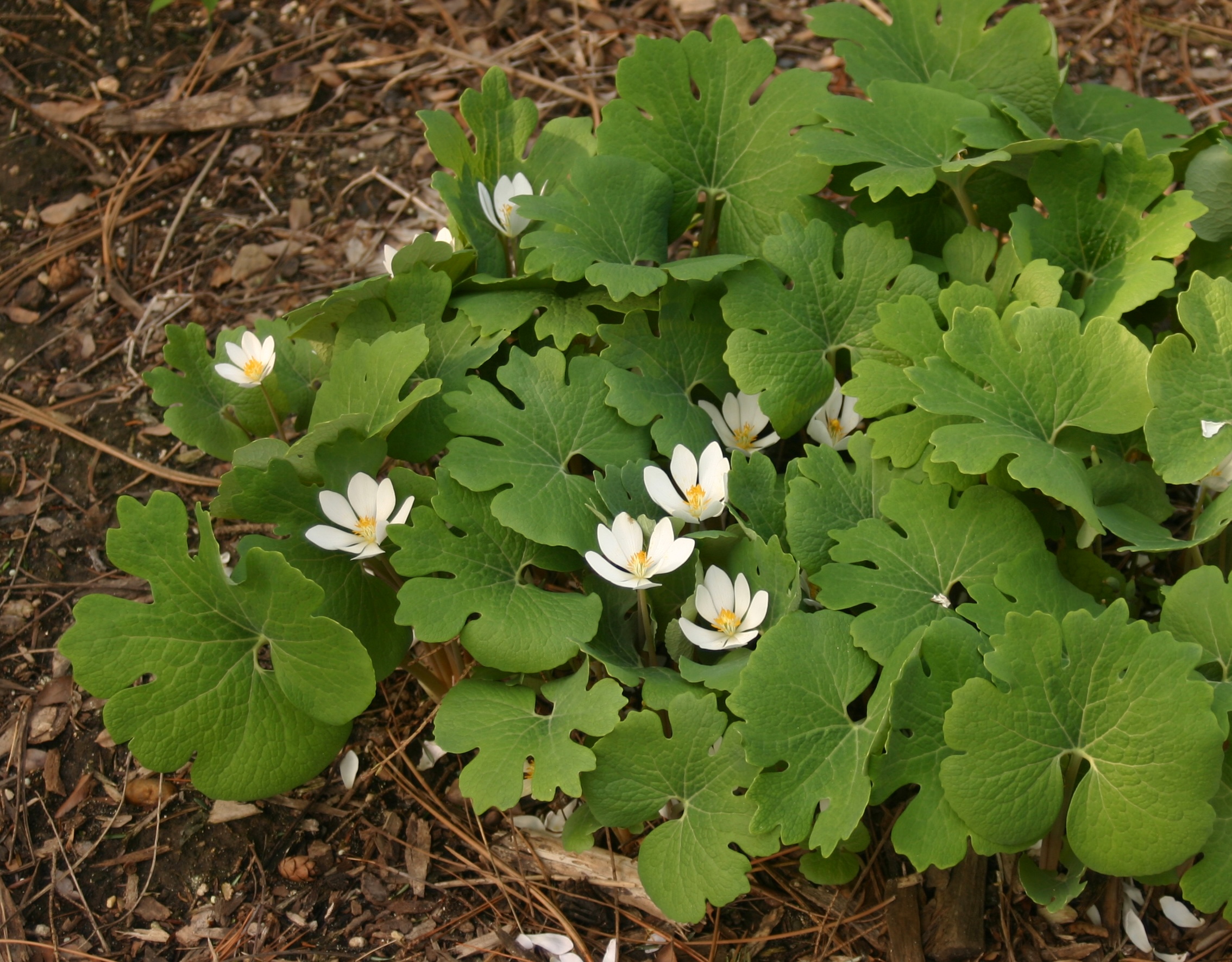 <p>Sanguinaria canadensis</p>