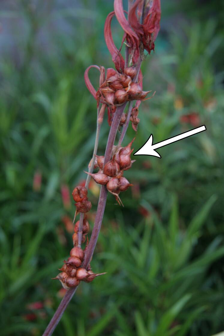 <p>Type of vegetative structure</p>