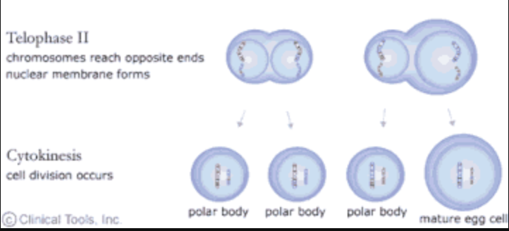 <p>telophase II and cytokinesis</p>