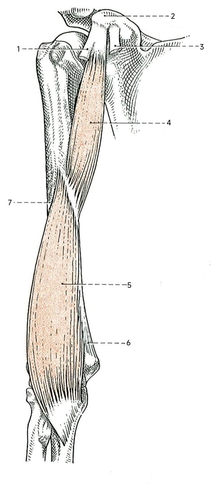 <p>O: Coracoid process of scapular</p><p class="has-focus">I: anteromedial surface of humerus</p><p class="has-focus">N: musculocutaneous</p><p class="has-focus">K: flexion, horizontal adduction of arm at GH joint</p>