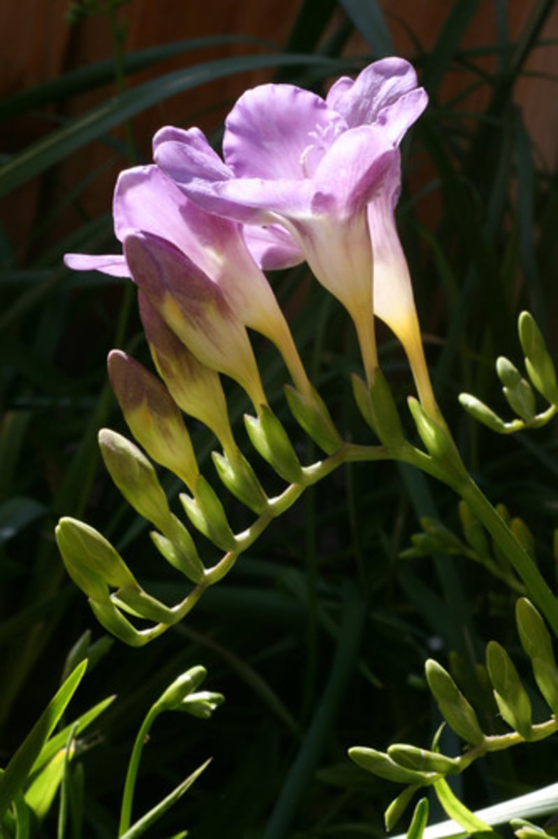 <p>un freesia</p>