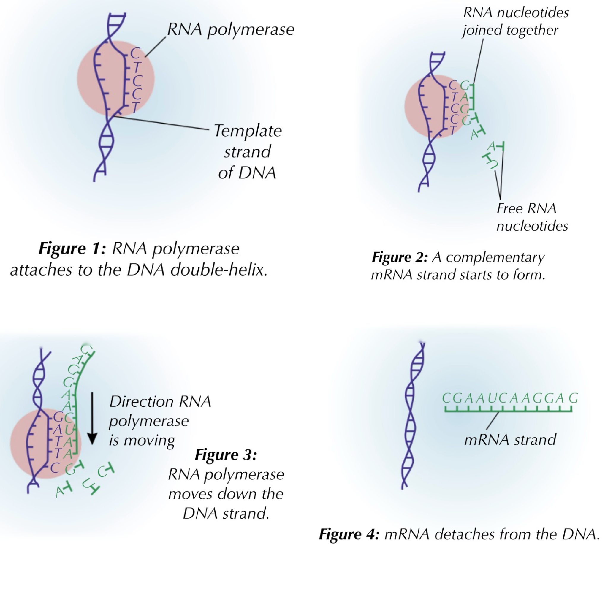 <ol><li><p>rna polymerase attaches to the dna at the beginning of a gene. the hydrogen bonds between the two dna strands in the gene are broken down by dna helicase attached to the rna polymerase. a dna strand is used as a template for an rna copy</p></li><li><p>rna polymerase lines up free rna nucleotides along the dna bases. the rna strand is a complementary copy to the dna strand (except thymine is replaced by uracil). the rna strand is joined by rna polymerase, forming mrna</p></li><li><p>rna polymerase moves along the dna strand, assembling the mrna strand. hydrogen bonds between the uncoiled dna strands reform once rna polymerase passes by and it coils back into a double helix</p></li><li><p>rna polymerase reaches a particular sequence of dna, the stop signal, and it detaches from the dna. in eukaryotes, mrna moves out of the nucleus through a nuclear pore, attaching to a ribosome in the cytoplasm</p></li></ol><p></p>
