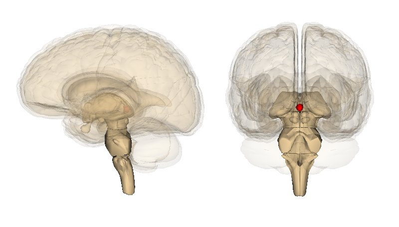 <p><span>A small, pinecone-shaped gland located between the cerebral hemispheres. It attaches to the posterior portion of the thalamus, and secretes melatonin.</span></p>