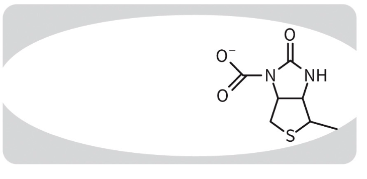 <p>generating carboxybiotin.</p>