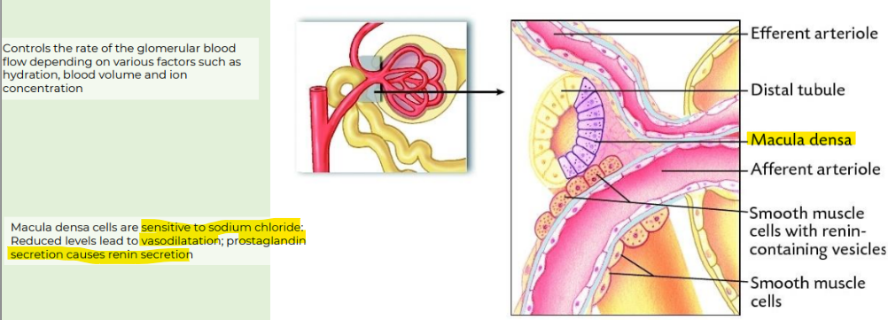 <p>Lying just outside Bowman’s capsule and the glomerulus is the <span style="color: purple;">juxtaglomerular apparatus (JGA)</span></p><p></p><p>JGA includes <span style="color: purple;">macula densa, juxtaglomerular cells, mesangial cells</span></p><p></p><p>juxta = next to</p>