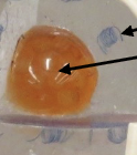 <p>What Organelle is this ?</p>