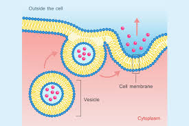 <p>Exocytosis</p>