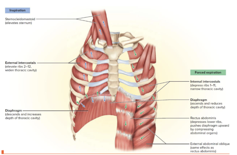 <p>During forced expiration internal intercostal contract (depress the ribs) and abdominal muscles contract (push the diaphragm upwards) may assist</p><p></p>