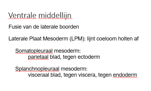 <p>visceraal blad, ligt tegenaan viscera, tegen endoderm</p>