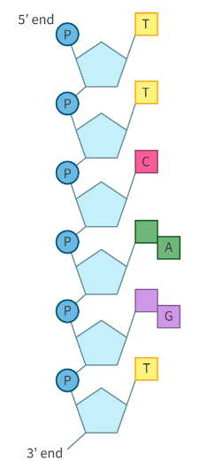 <ul><li><p>sugar-phosphate binding</p><ul><li><p>nucleotide units use covalent bonds to form a single strand of DNA/RNA</p></li><li><p>forms between phosphate group (5’C of one pentose sugar) and hydroxyl group (3’C of another sugar)</p></li><li><p>this releases 1 x H2O</p></li><li><p>forms a sugar-phosphate backbone</p></li></ul></li></ul><p></p>
