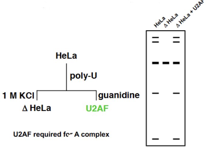 <p>Took HeLa cells and ran them on a gel containing Poly-U (phosphate), which mimicked the poly-pyrimidine tract and also contained a negative charge. Washed with salt (postivie charge) to remove all the loosely connected substances from the Poly-U gel, giving <span>∆HeLa cells. No splicing was able to occur with these cells (means that something critical for splicing was still bp with the Poly-U). When the Poly-U was washed again with guanidine, a new factor U2AF was discovered. U2AF + ∆HeLa = splicing. Proved that U2AF was essential for splicing (and likewise, so was the polypyrimidine tract) </span></p>