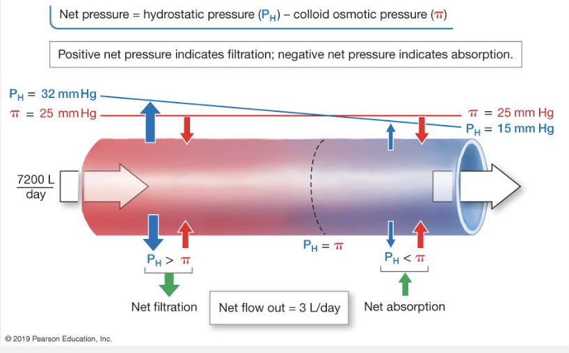<p>Hydrostatic pressure</p><ul><li><p>inside and outside of capillary</p></li><li><p>HP pushes away, goes high to low</p></li><li><p>beginning of capillary = high HP</p></li><li><p>end of capillary = low HP</p></li></ul><p>Oncotic (Colloid Osmotic) Pressure</p><ul><li><p>pressure in and out of capillary</p></li><li><p>increases osmotic pressure in an area</p></li><li><p>oncotic pulls stuff toward areas of high concentration to dilute them</p></li><li><p>beginning of capillary = low oncotic pressure</p></li><li><p>end of capillary = high oncotic pressure → fluid comes back into capillary</p></li></ul><p></p>