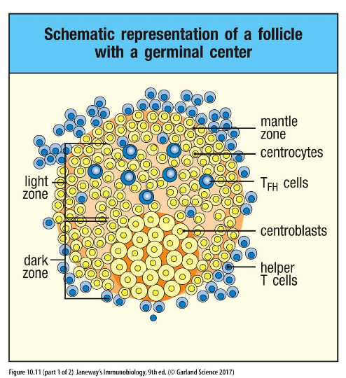 <p>where antibody responses are fine tuned</p>