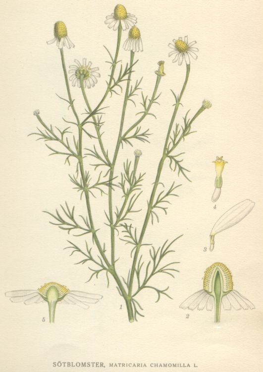 <p>Prava kamilica-Matricaria chamomilla</p>
