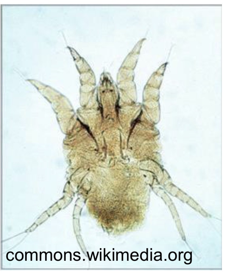 <p>What is this species of medical and veterinary importance </p>