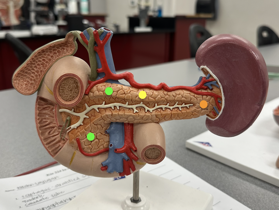 <p>Identify structures</p>