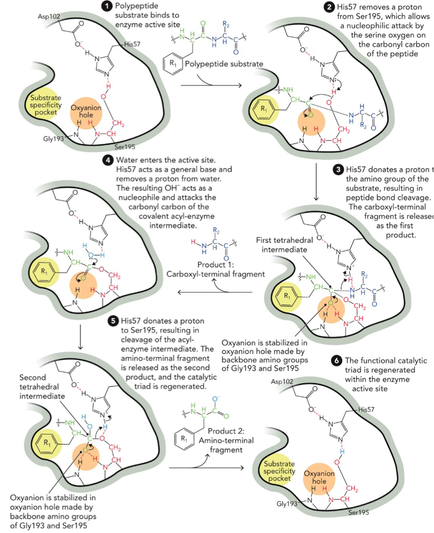 <p>Covalent catalysis and acid-base catalysis</p><ol><li><p>Substrate binds: polypeptide substrate enters the enzyme active site. It fits into the substrate specificity pocket and oxyanion hole</p></li><li><p>His57 removes a proton (H<sup>+</sup>) from Ser 195, which allows a nucleophilic attack by the serine oxygen (O<sup>-</sup>) on the carbonyl carbon of the peptide</p></li><li><p>His57 donates a proton to the amino group of the substrate, resulting in peptide bond cleavage. The carboxyl-terminal fragment is released as the first product.</p></li><li><p>Water enters the active site, His57 acts as a general bas and removes a proton from water. The resulting OH<sup>-</sup> acts as a nucleophile and attacks the carbonyl carbon of the covalent acyl-enzyme intermediate.</p></li><li><p>His57 donates a proton to Ser 195, resulting in cleavage of the acyl-enzyme intermediate. The amino-terminal fragment is released as the second product, and the catalytic triad is regenerated</p></li><li><p>The functional catalytic triad is regenerated within the enzyme active site</p></li></ol><p></p>